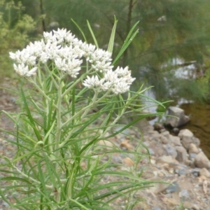 Cassinia longifolia at Uriarra Village, ACT - 1 Feb 2017