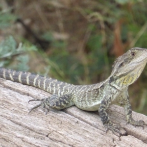 Intellagama lesueurii howittii at Uriarra Village, ACT - 1 Feb 2017 03:22 PM