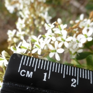 Bursaria spinosa subsp. lasiophylla at Uriarra Village, ACT - 1 Feb 2017 03:05 PM