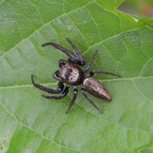 Opisthoncus grassator at Conder, ACT - 27 Dec 2016