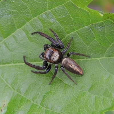 Opisthoncus grassator (Jumping spider) at Conder, ACT - 27 Dec 2016 by MichaelBedingfield