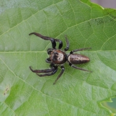 Opisthoncus grassator at Conder, ACT - 27 Dec 2016