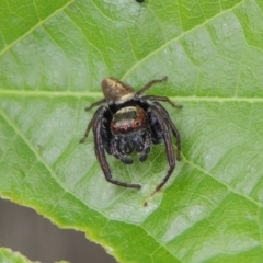 Opisthoncus grassator at Conder, ACT - 27 Dec 2016