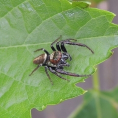 Opisthoncus grassator at Conder, ACT - 27 Dec 2016