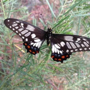 Papilio anactus at Hawker, ACT - 3 Feb 2017