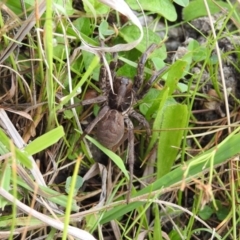 Tasmanicosa sp. (genus) (Tasmanicosa wolf spider) at Coree, ACT - 3 Feb 2017 by Qwerty