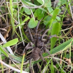 Tasmanicosa sp. (genus) at Coree, ACT - 3 Feb 2017