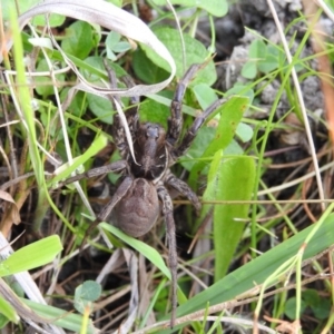 Tasmanicosa sp. (genus) at Coree, ACT - 3 Feb 2017