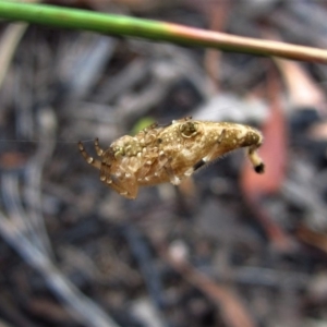 Arachnura higginsi at Belconnen, ACT - 2 Feb 2017 06:07 PM