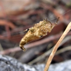 Arachnura higginsi at Belconnen, ACT - 2 Feb 2017 06:07 PM