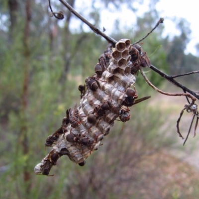 Ropalidia plebeiana (Small brown paper wasp) at Belconnen, ACT - 31 Jan 2017 by CathB