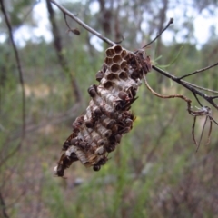 Ropalidia plebeiana at Belconnen, ACT - 1 Feb 2017