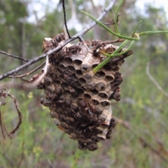 Ropalidia plebeiana at Belconnen, ACT - 1 Feb 2017