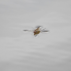 Gerridae (family) (Unidentified water strider) at UMD007: Casuarina Sands, Cotter - 2 Feb 2017 by Qwerty