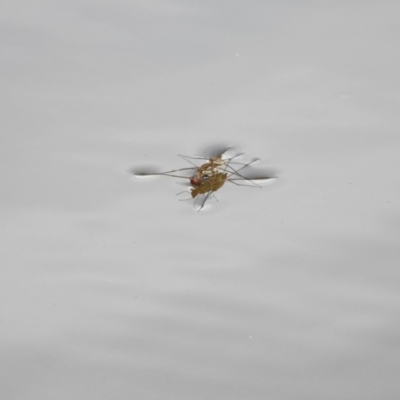 Gerridae (family) (Unidentified water strider) at Stony Creek - 2 Feb 2017 by Qwerty