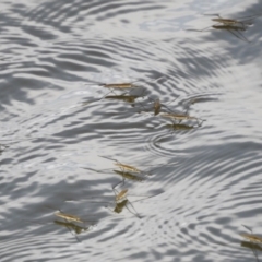 Gerridae (family) at Stromlo, ACT - 3 Feb 2017