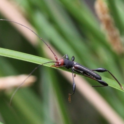 Amphirhoe sloanei (Longicorn or Longhorn beetle) at Majura, ACT - 19 Jan 2017 by HarveyPerkins