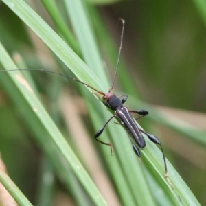 Amphirhoe sloanei at Majura, ACT - 19 Jan 2017