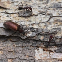 Metriolagria formicicola at Majura, ACT - 19 Jan 2017