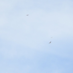 Falco cenchroides (Nankeen Kestrel) at Coree, ACT - 2 Feb 2017 by Qwerty