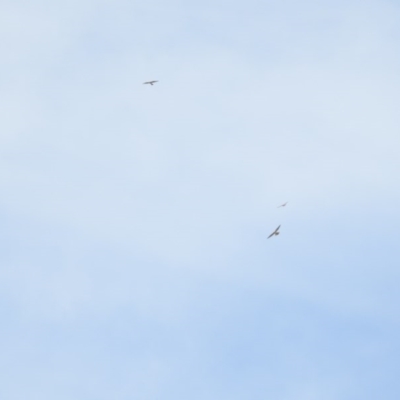 Falco cenchroides (Nankeen Kestrel) at Coree, ACT - 3 Feb 2017 by Qwerty