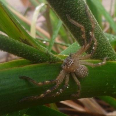 Neosparassus sp. (genus) (Badge huntsman) at Aranda, ACT - 6 Feb 2014 by JanetRussell