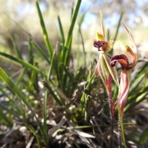 Caladenia actensis at suppressed - suppressed