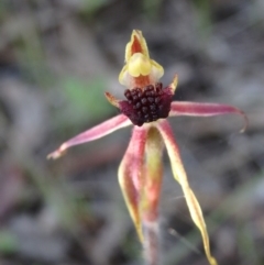 Caladenia actensis at suppressed - suppressed