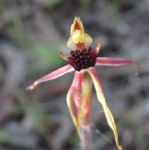 Caladenia actensis at suppressed - suppressed