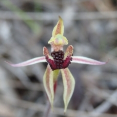 Caladenia actensis at suppressed - suppressed