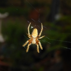 Hortophora sp. (genus) (Garden orb weaver) at Aranda, ACT - 5 Jan 2015 by JanetRussell