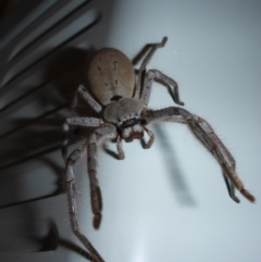 Isopeda sp. (genus) (Huntsman Spider) at Aranda, ACT - 13 Jan 2015 by JanetRussell