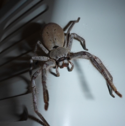 Isopeda sp. (genus) (Huntsman Spider) at Aranda, ACT - 13 Jan 2015 by JanetRussell