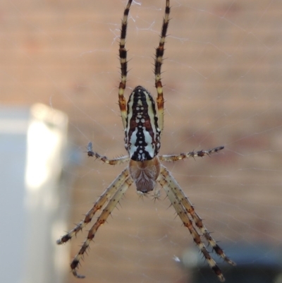 Plebs bradleyi (Enamelled spider) at Conder, ACT - 16 Jan 2017 by MichaelBedingfield