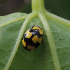 Illeis galbula (Fungus-eating Ladybird) at Conder, ACT - 26 Dec 2016 by michaelb