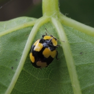 Illeis galbula at Conder, ACT - 27 Dec 2016 10:55 AM