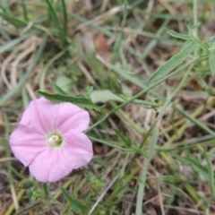 Convolvulus angustissimus subsp. angustissimus (Australian Bindweed) at Conder, ACT - 27 Dec 2016 by MichaelBedingfield