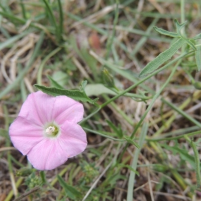 Convolvulus angustissimus subsp. angustissimus (Australian Bindweed) at Conder, ACT - 27 Dec 2016 by MichaelBedingfield