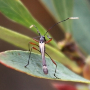 Enchoptera apicalis at Cotter River, ACT - 24 Oct 2015