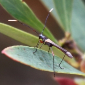 Enchoptera apicalis at Cotter River, ACT - 24 Oct 2015