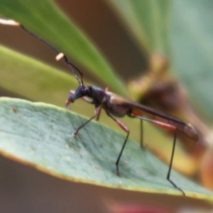 Enchoptera apicalis at Cotter River, ACT - 24 Oct 2015