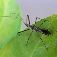 Pnirsus cinctipes (Leg-banded assassin bug) at Kambah, ACT - 6 Dec 2009 by HarveyPerkins