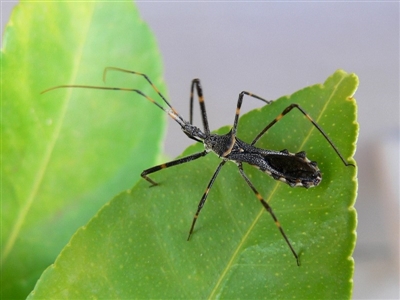 Pnirsus cinctipes (Leg-banded assassin bug) at Kambah, ACT - 6 Dec 2009 by HarveyPerkins