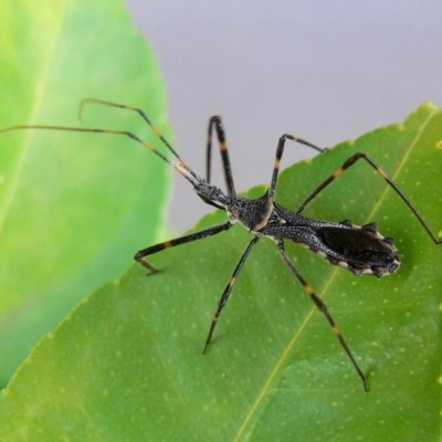 Pnirsus cinctipes (Leg-banded assassin bug) at Kambah, ACT - 6 Dec 2009 by HarveyPerkins