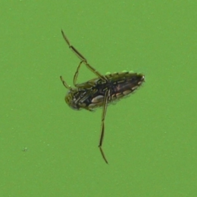 Notonectidae (family) (Backswimmer) at Kambah, ACT - 30 Dec 2009 by HarveyPerkins