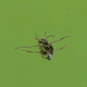 Notonectidae (family) at Kambah, ACT - 30 Dec 2009