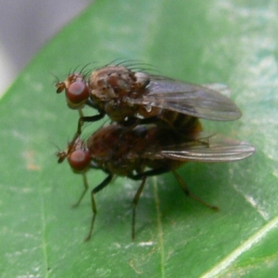 Lauxaniidae (family) (Unidentified lauxaniid fly) at Kambah, ACT - 18 Dec 2009 by HarveyPerkins
