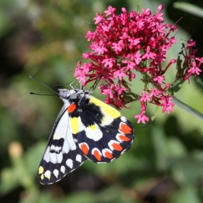 Delias aganippe (Spotted Jezebel) at Red Hill, ACT - 17 Dec 2010 by HarveyPerkins