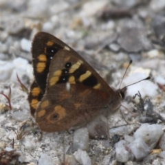 Argynnina cyrila (Forest brown, Cyril's brown) at Cotter River, ACT - 24 Oct 2015 by HarveyPerkins