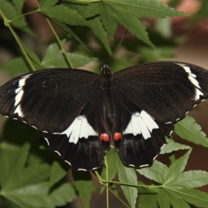 Papilio aegeus at Kambah, ACT - 16 Dec 2011 08:20 AM